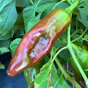 Hatch Red Hot - Sandia Hot - Seeds - The Pepper Pantry (Formerly Marie Sharp's)